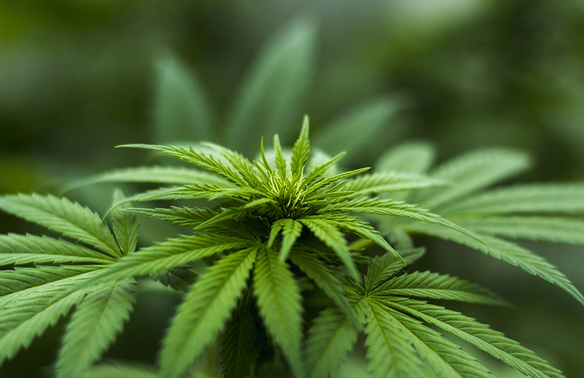 Santa Maria C.V., arrestato un 39enne che aveva creato una mini serra per 18 piante di marijuana