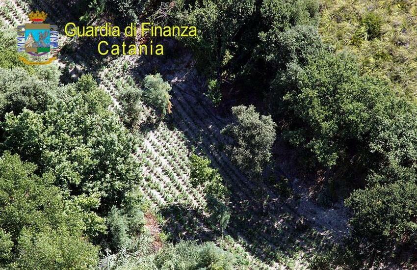 Licodia Eubea, scoperta piantagione di marijuana di 2.500 piante per un valore di oltre 2 milioni di euro