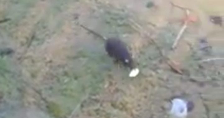 ratti allarme parco 2 giugno
