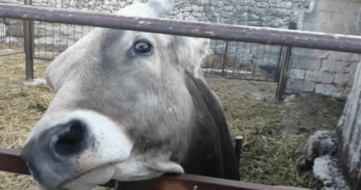 toro casimiro manduria cerca casa