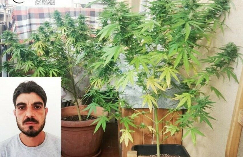 Librino, nel balcone curava la canapa indiana invece del basilico, arrestato