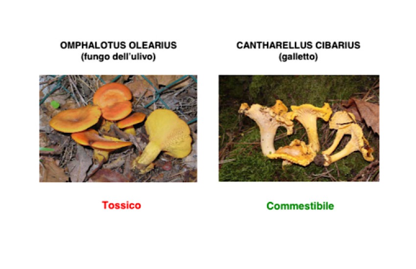 Intossicazione da funghi: attenzione al “fungo dell’olivo”