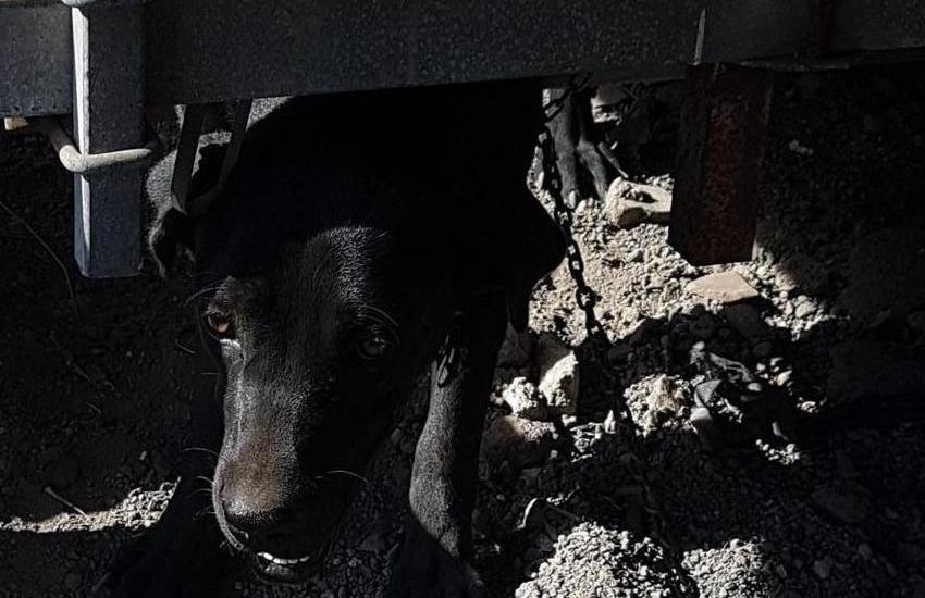 Librino, attività di controllo straordinario, 2 denunce per maltrattamento animali