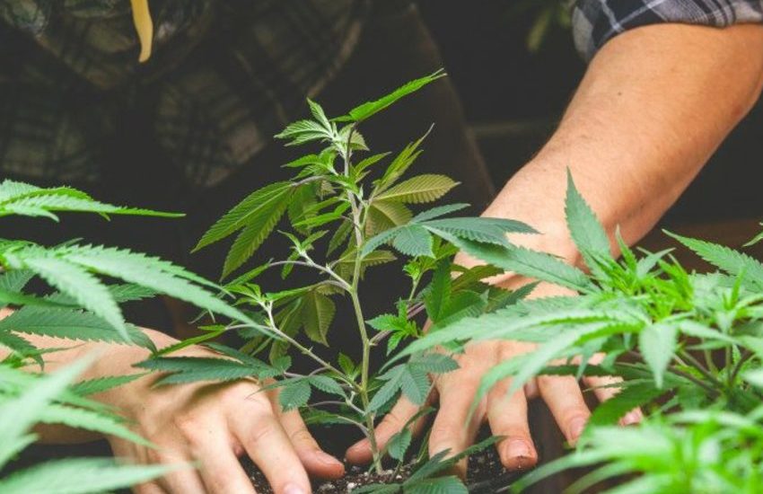 Bassa Padovana, 42enne coltivava piante di marijuana: denunciato
