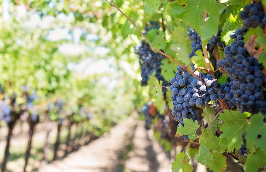 Scilla, OCM Vino,  anche per il 2021 un bando finalizzato alla qualificazione della viticoltura in Sicilia