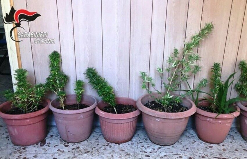 Catania, tradito dal pollice verde per l’erba, denunciato