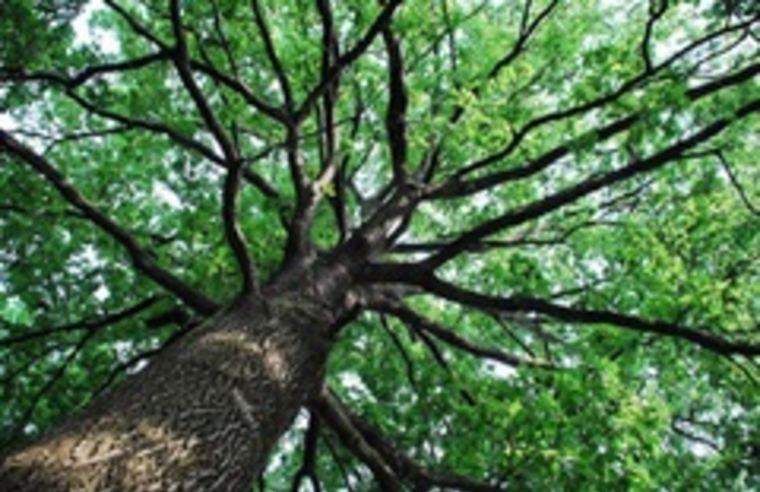 Un albero per il futuro: un progetto nazionale