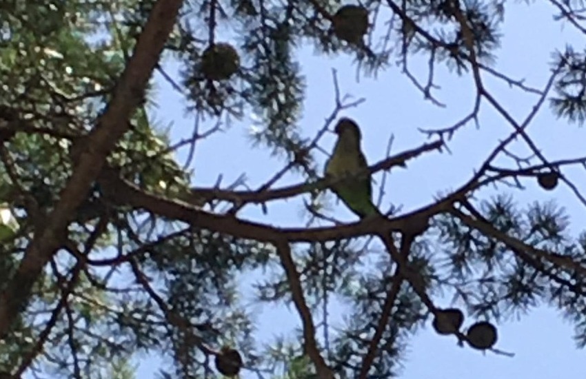 In Puglia come ai Tropici, l’allarme di Coldiretti: i pappagalli verdi devastano i nostri mandorli