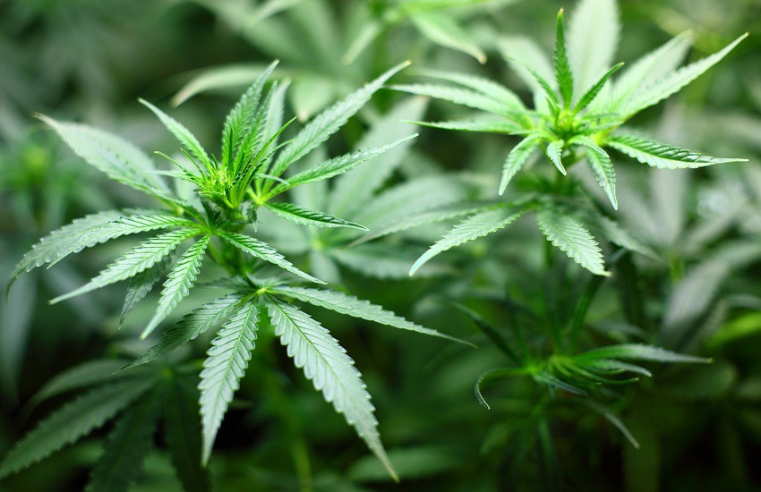 Paganica: sequestrate 10 piante di marijuana