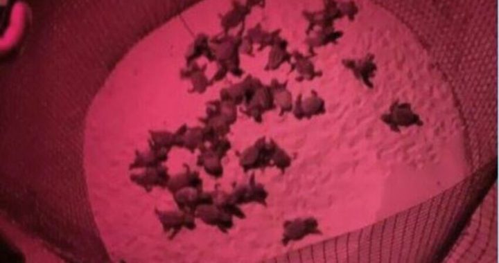 tartarughine Ugento 50 si schiudono uova caretta caretta