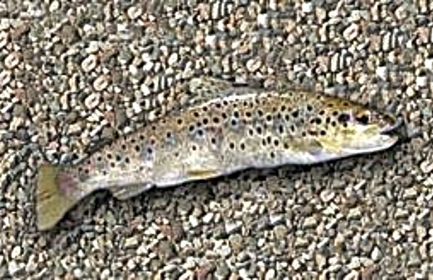 Conoscete la Trota macrostigma?