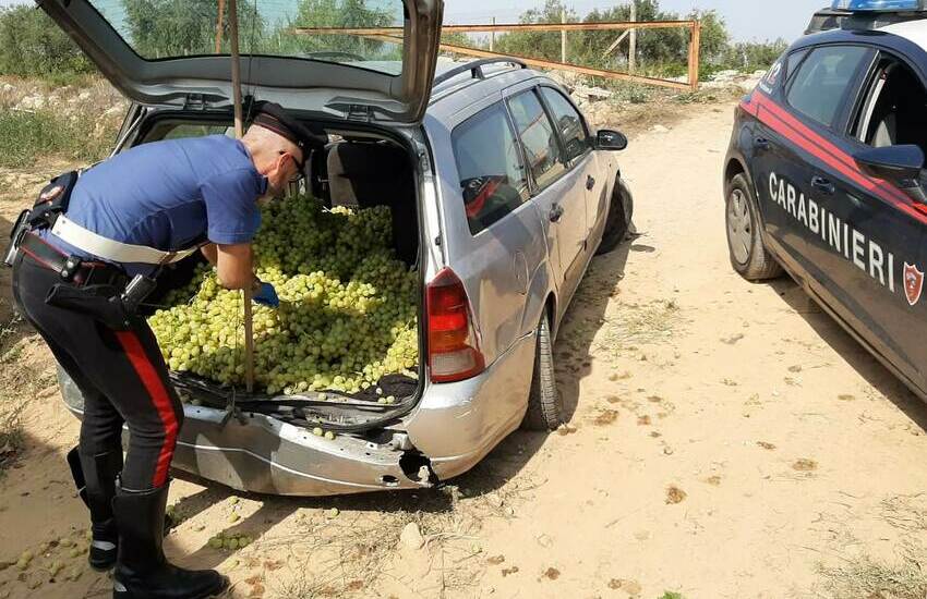 Caltagirone, razziano un vigneto a Granieri ma abbandonano tutto