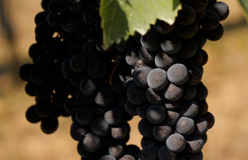 Qualità dell’uva buona ma produzione di vino in calo, -1%. L’Italia mantiene il primato mondiale