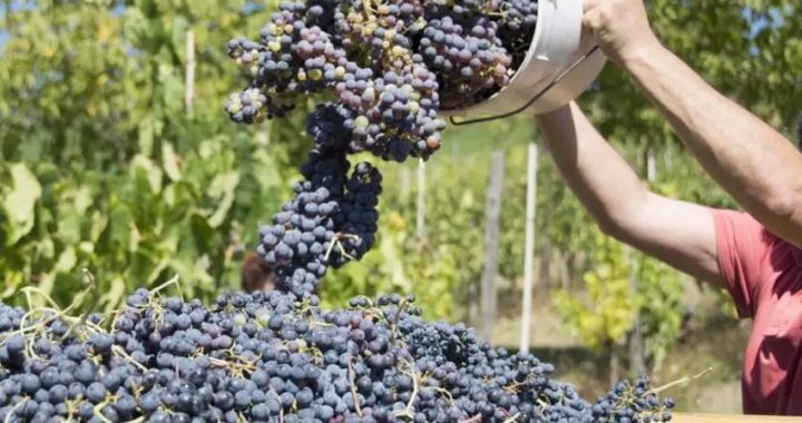 vendemmia