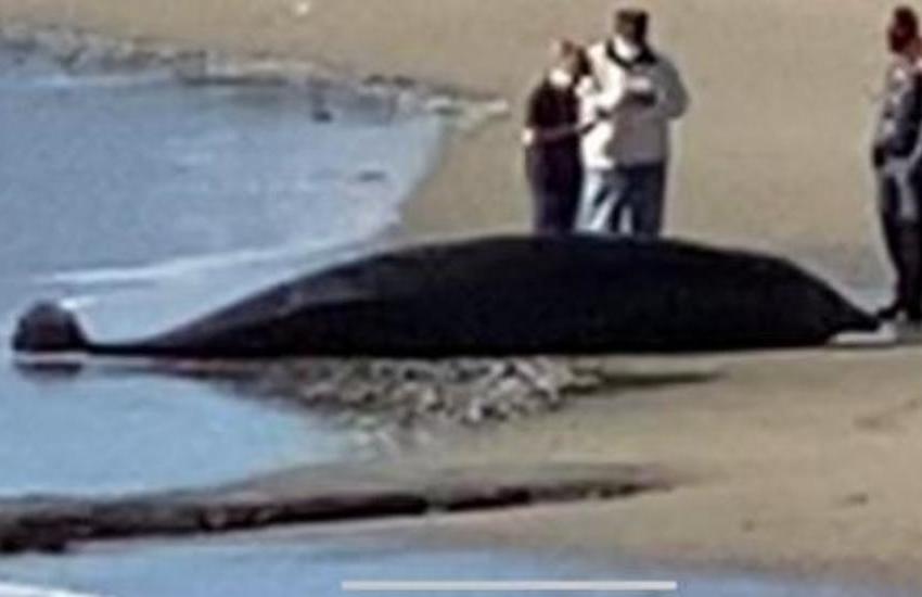Sanremo, cetaceo di 5 metri spiaggiato all’Imperatrice e trovato morto