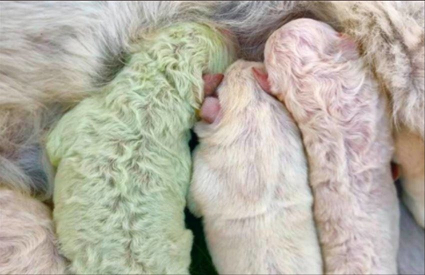 Benvenuto al mondo Pistacchio, labrador di colore verde. I motivi della curiosa colorazione