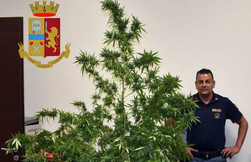 In campagna 3,5 Kg di marijuana e una pianta di quasi 2 metri. Arrestato per spaccio 56enne di Taviano