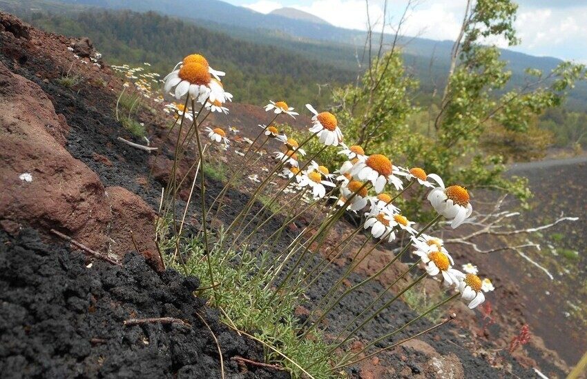 Sull’Etna un patrimonio fioristico complessivo di 1.055 specie