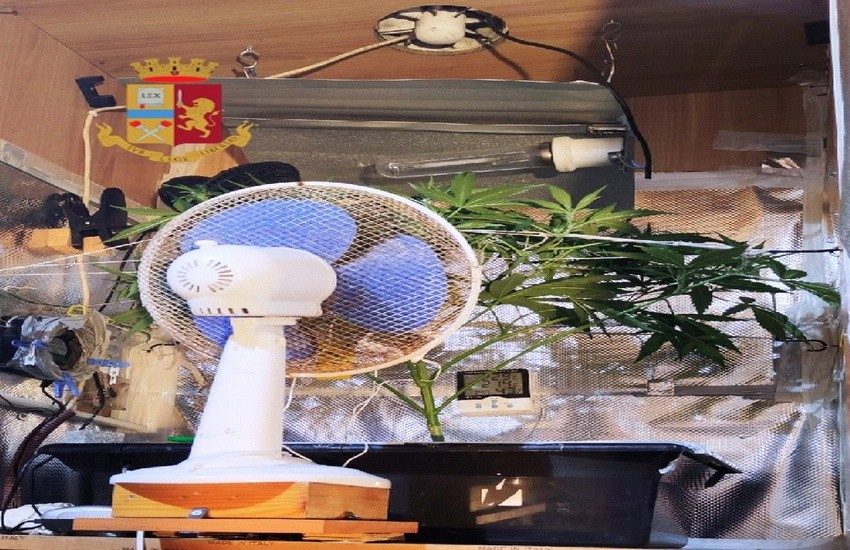 Ponticelli, nascondeva una serra di marijuana in casa