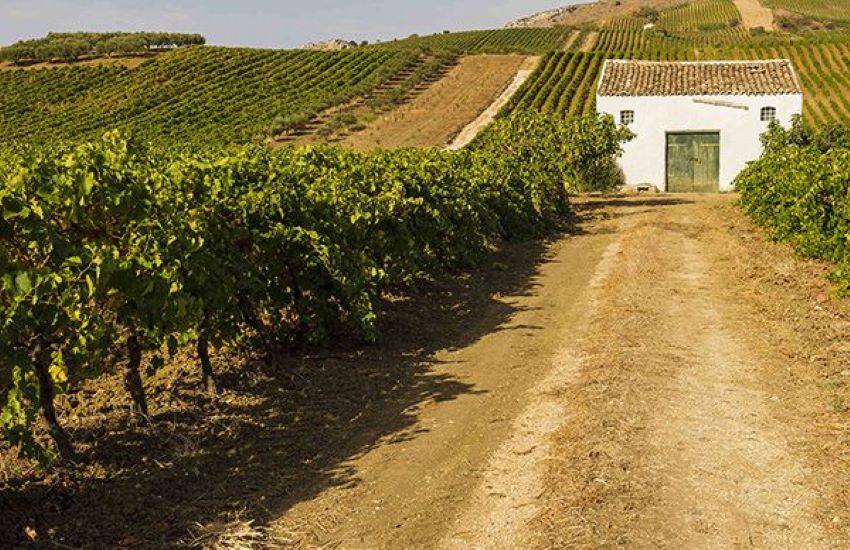 Vini Doc Sicilia in recupero: 75 milioni di bottiglie nei primi 10 mesi dell’anno