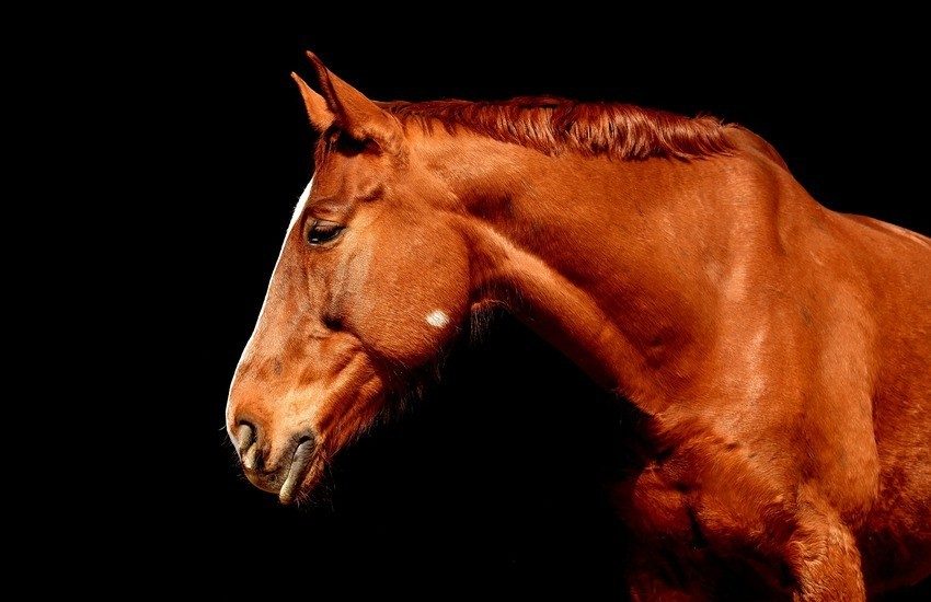 Catania, grazie all’app YouPol, sequestrati dall’ASP 6 cavalli detenuti in locali fatiscenti