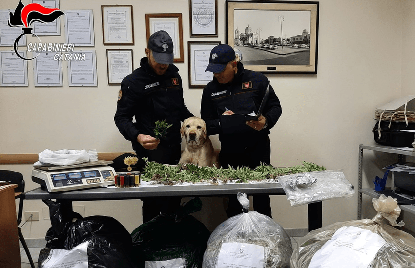 Mascali, coltivava marijuana rubando energia elettrica, arrestato