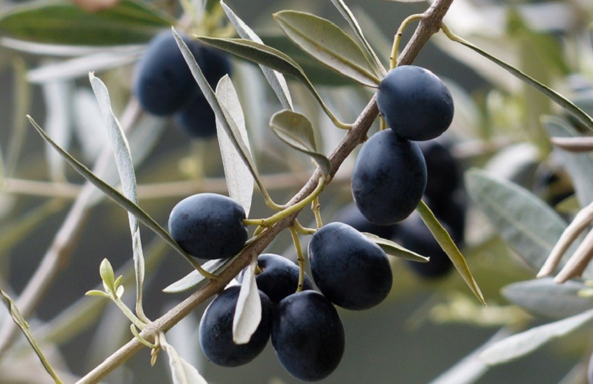 Chieti, raccolta delle olive: 76enne cade e muore