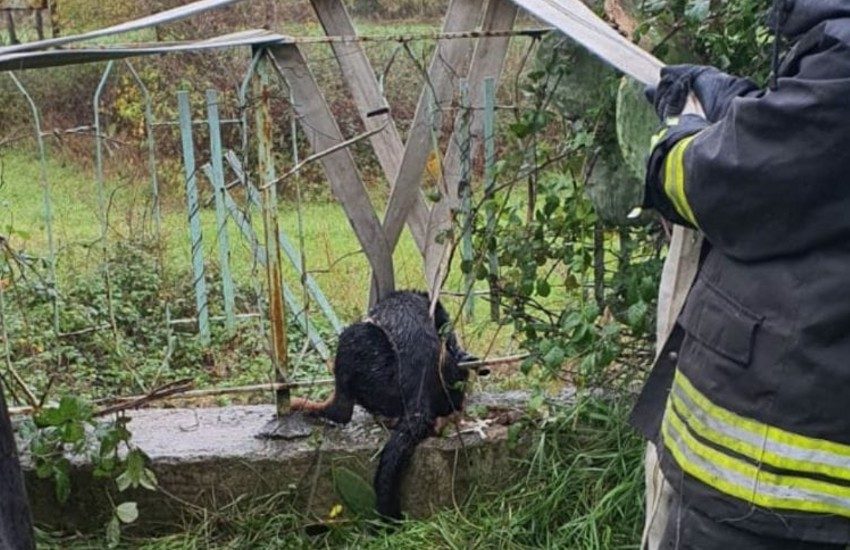 Cane incastrato in una ringhiera a Santi Cosma e Damiano: l’intervento dei vigili del fuoco
