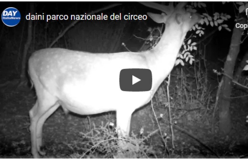 I daini del Parco Nazionale del Circeo proliferano, ma non tutti sono contenti
