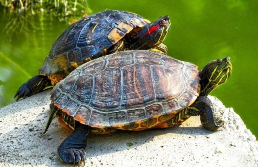 IN VENETO IL PRIMO CENTRO DI RECUPERO REGIONALE PER TESTUGGINE PALUSTRE AMERICANA