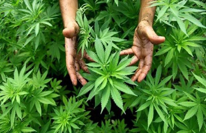 Cannabis: la pianta del futuro