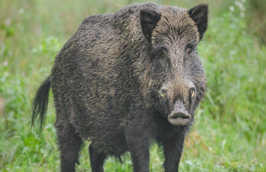 Piemonte, il pericolo viene dal cinghiale: 50 intossicati per averne mangiato le carni crude