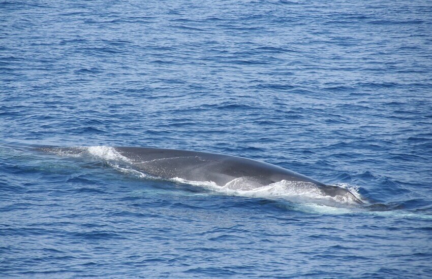 Avvistatore di balene: parte da Savona il primo corso italiano