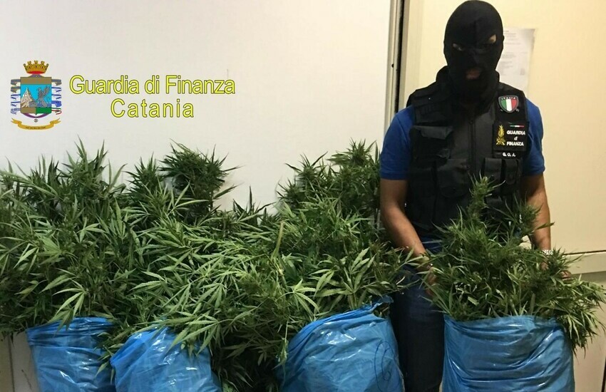 Lentini, sequestrata piantagione “domestica” di marijuana. Arrestato fratello di mafioso vicino ai Nardo