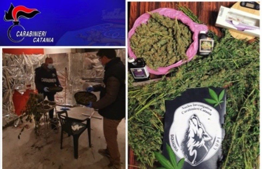 Catania, via dell’Oro, arrestato coltivatore “casalingo” di marijuana. Sequestrata mezzo chilo di droga