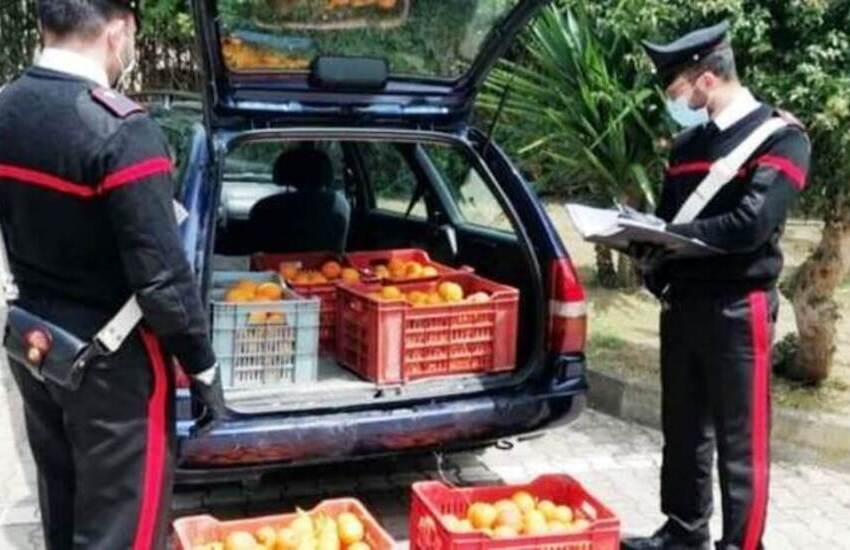 Catania, presi con le arance nel sacco: due denunciati