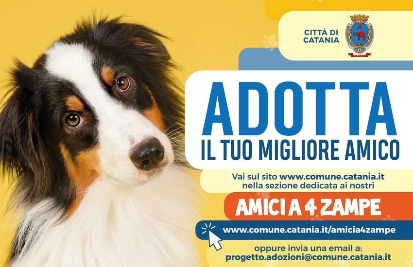 Catania, si può adottare un cane scegliendolo on line