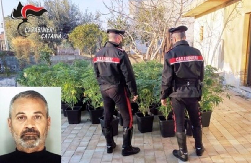 Vaccarizzo, piantagione di canapa indiana sostenuta a costo zero [VIDEO]