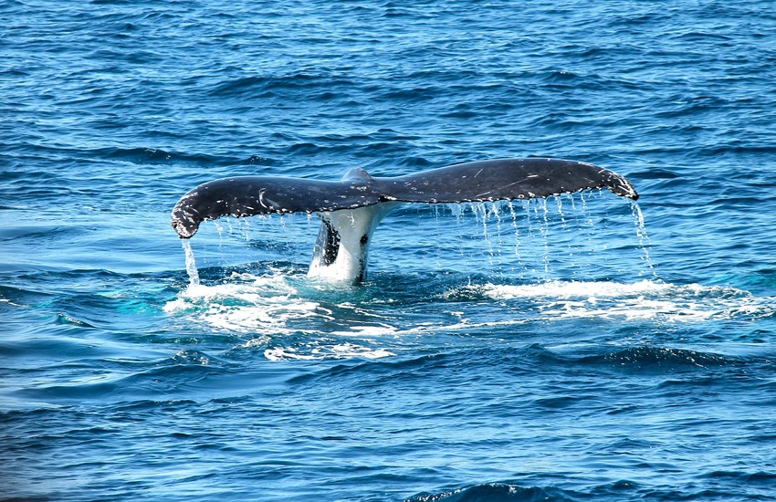 Nuova Zelanda: 40 balene spiaggiate