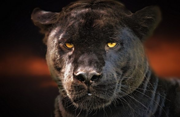 Castellana Grotte, la pantera siamo noi: un felino nelle campagne