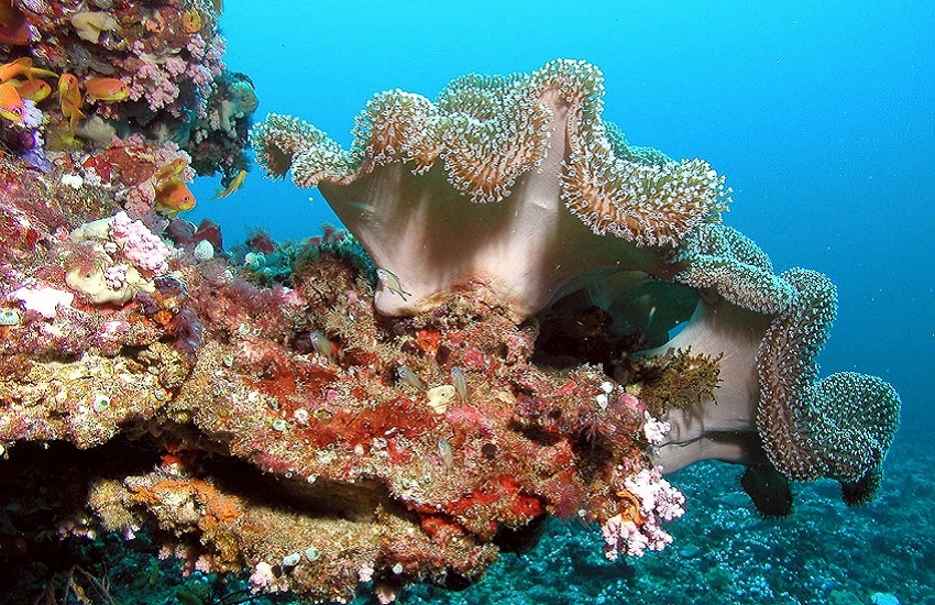 Restauro delle scogliere coralline: accordo tra Università di Milano-Bicocca e governo delle Maldive