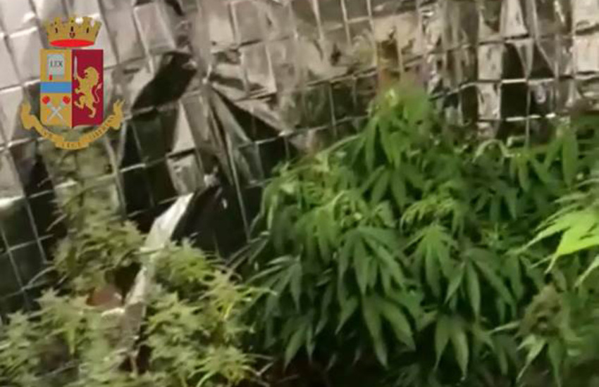 Milano, arrestato uno spacciatore con una serra di marijuana in casa, 800 grammi di droga totali