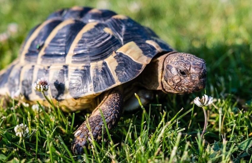 Palermo, trovata tartaruga a rischio estinzione in un container