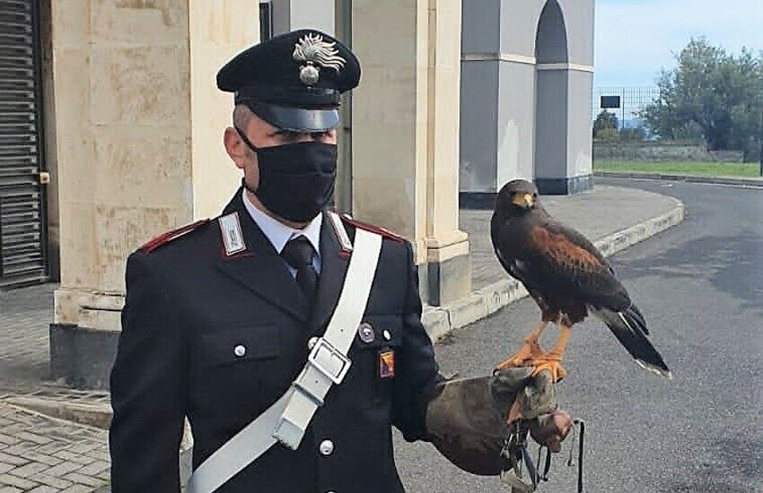 Aci Castello, catturata la poiana che aveva ferito al volto un bambino