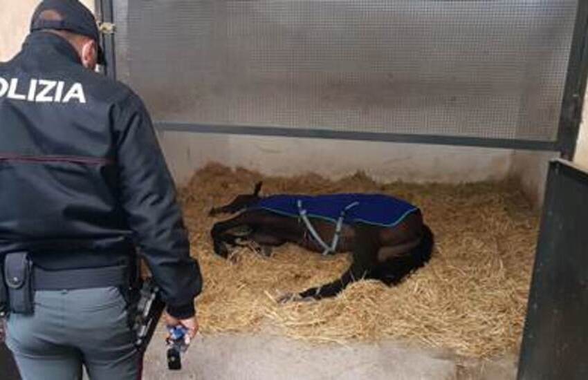 Librino, stalla abusiva e farmaci illegali, 50enne accusato di maltrattamento di animali