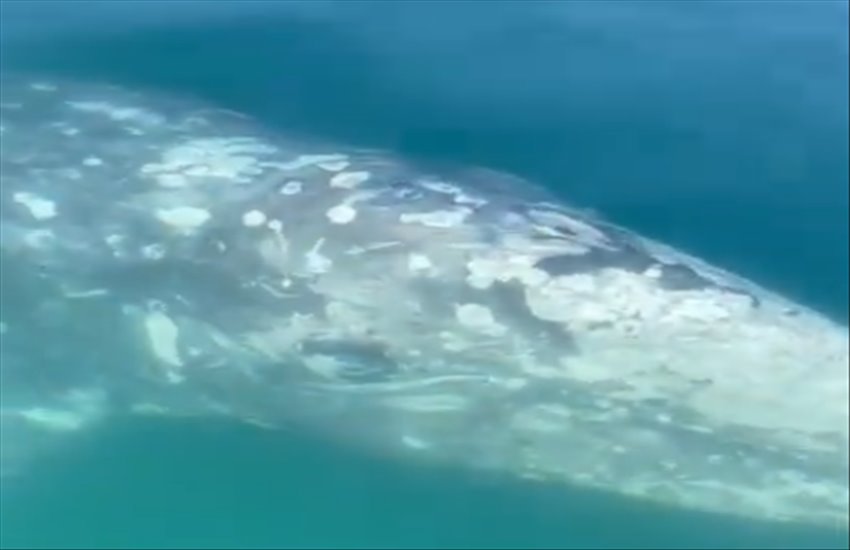 Spettacolare avvistamento al largo delle coste campane di una rarissima balena grigia, che si fa accarezzare come un cagnolino (VIDEO)
