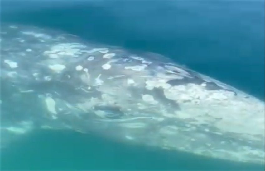 Spettacolare avvistamento al largo delle coste campane di una rarissima balena grigia, che si fa accarezzare come un cagnolino (VIDEO)