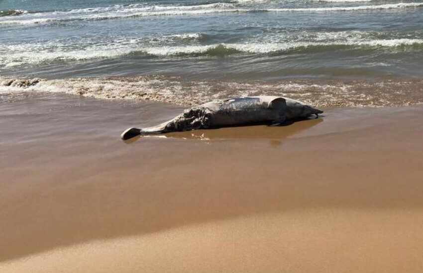 Punta secca: trovato cetaceo morto sulla spiaggia di Montalbano