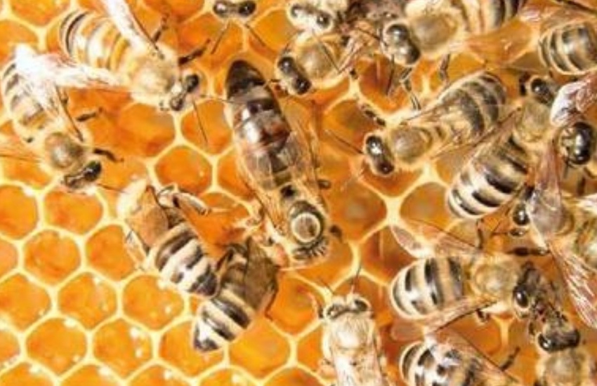 Bando aiuti per 500mila euro ad apicoltori siciliani, prorogata scadenza
