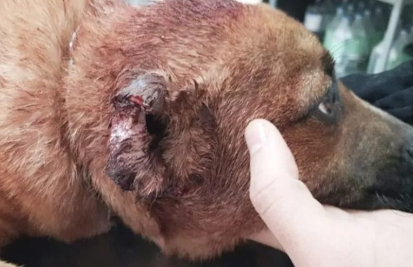 Bambini annoiati? Ad Acate si divertono tagliando le orecchie ad un cucciolo randagio: il cane salvato in extremis, identificati i ragazzini